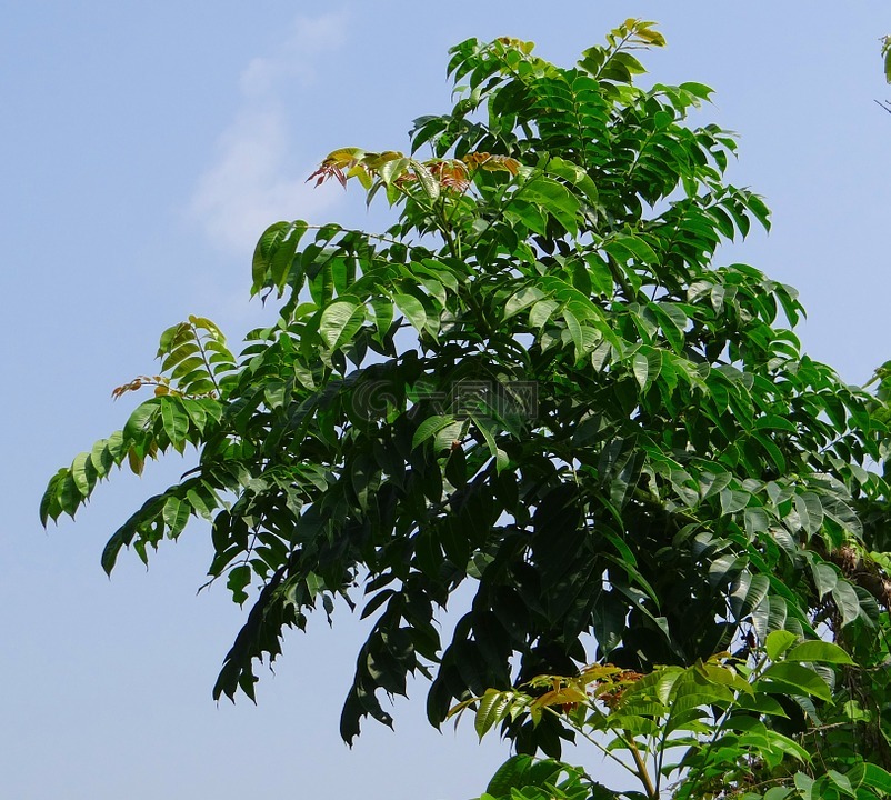 印度豬梅花,ambada,aamraata