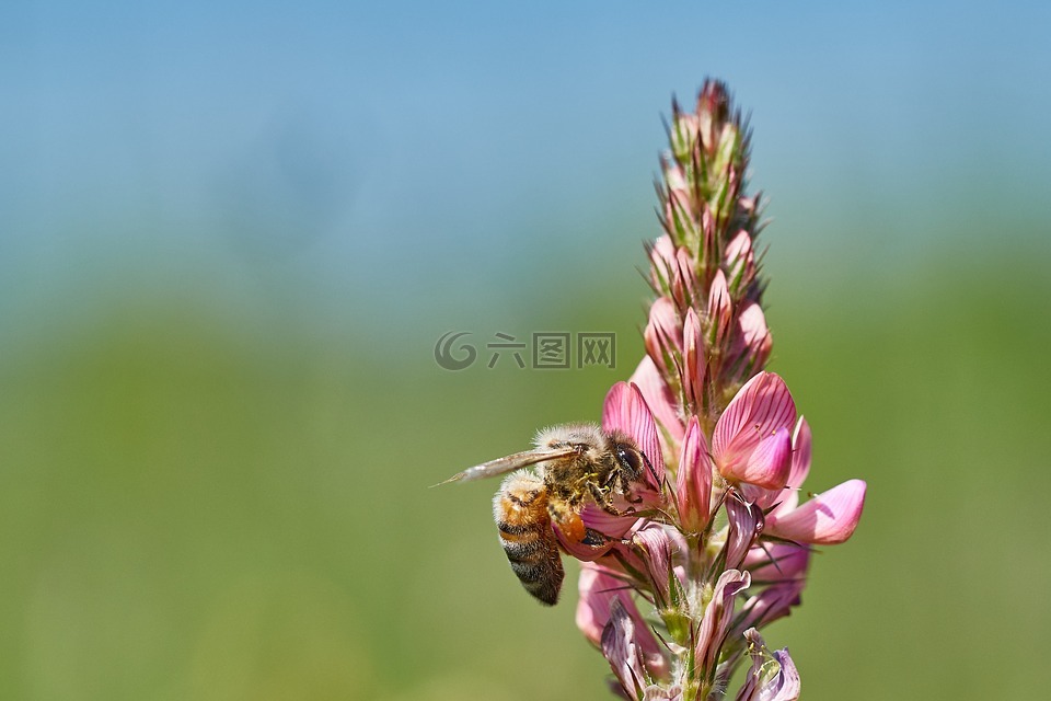 蜜蜂,花,字段