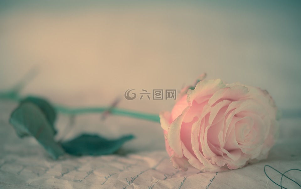 玫瑰,花卉,粉紅色的玫瑰
