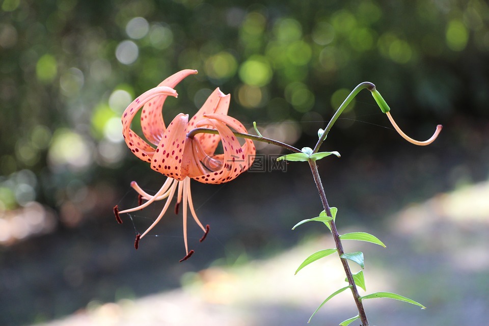 花,花園,開花