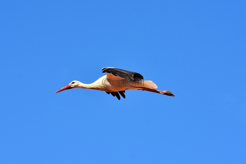 鸛,鳥,飛