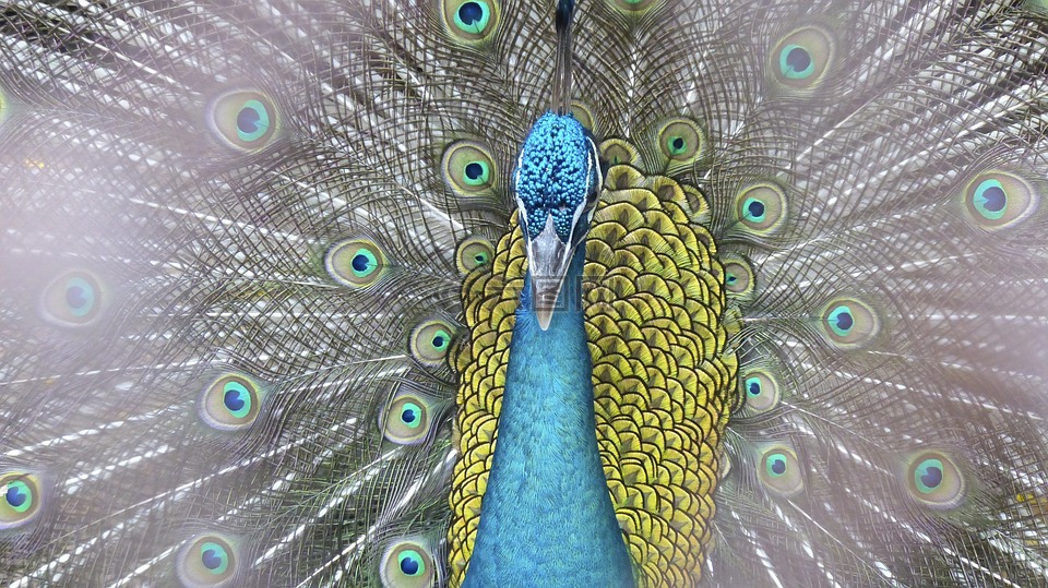 孔雀,鳥,動(dòng)物園