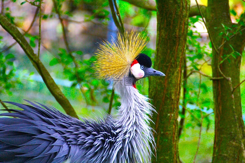孔雀,德累斯頓,動(dòng)物園