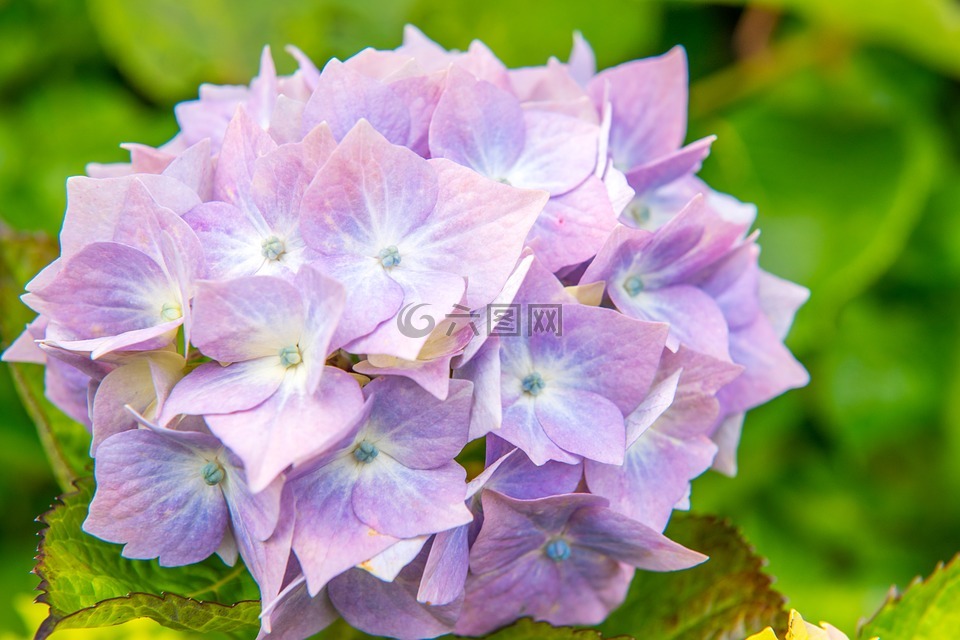 繡球,花,藍色