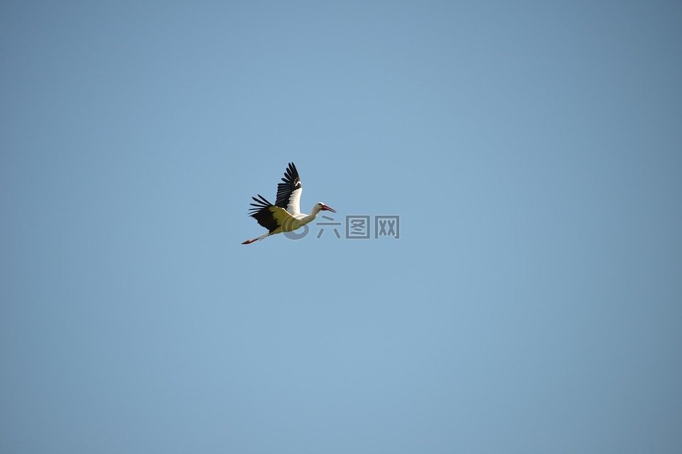鸛,飛行,鳥(niǎo)