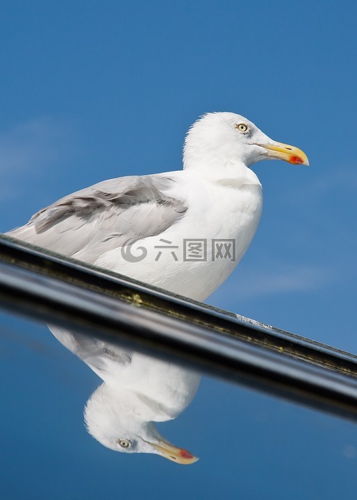 海鷗,鏡子,徒勞