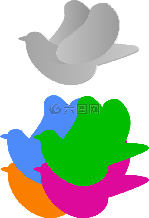 鴿子,鳥,顏色