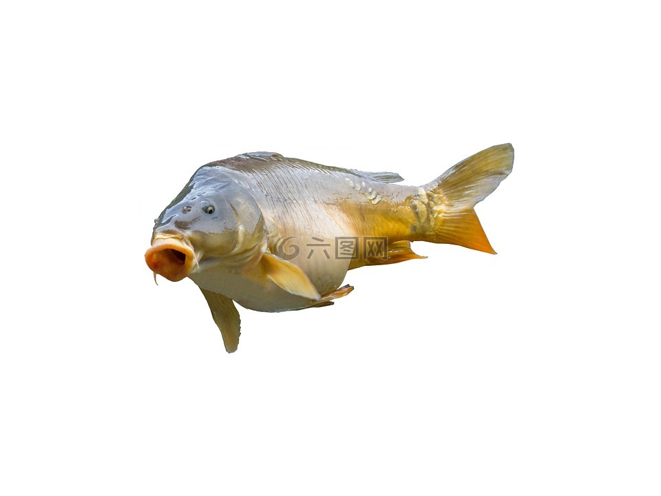 鯉魚,釣魚者,菲舍爾