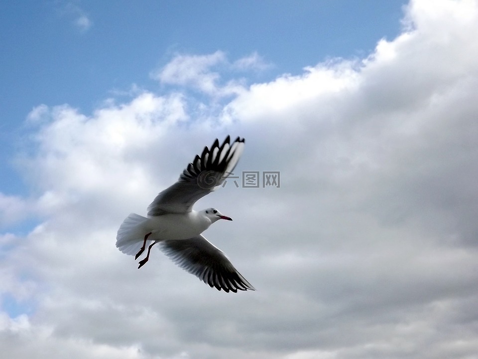 海鷗,鳥,飛