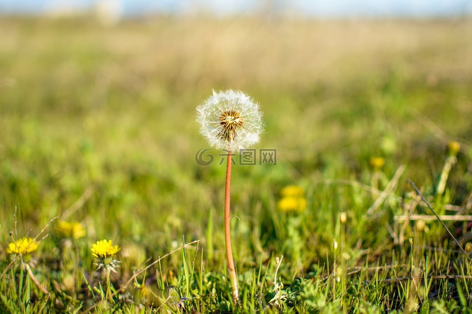 花,花的,春