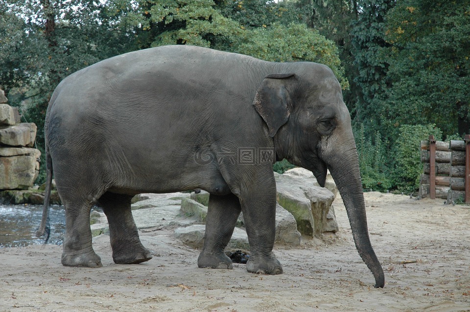 大象,動(dòng)物園,非洲