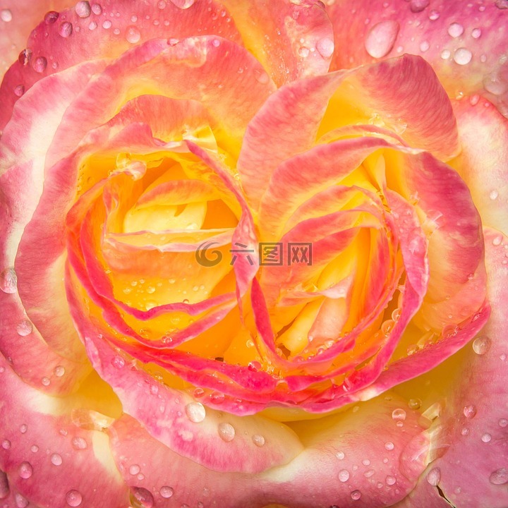 玫瑰,滴,開花