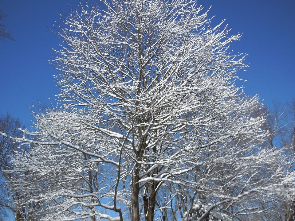 雪,冬天,冷