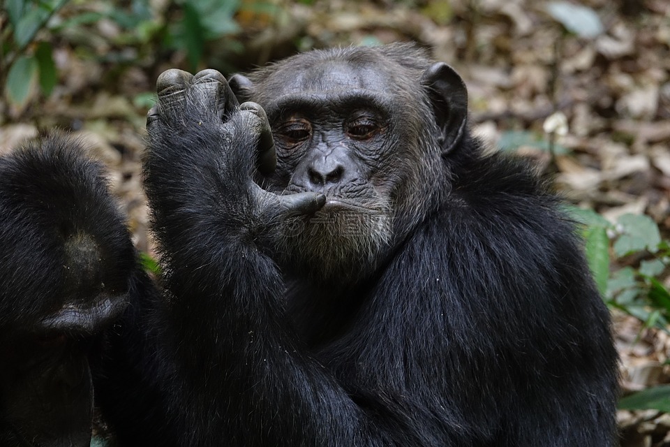 哺乳動物,野生動物,靈長類動物