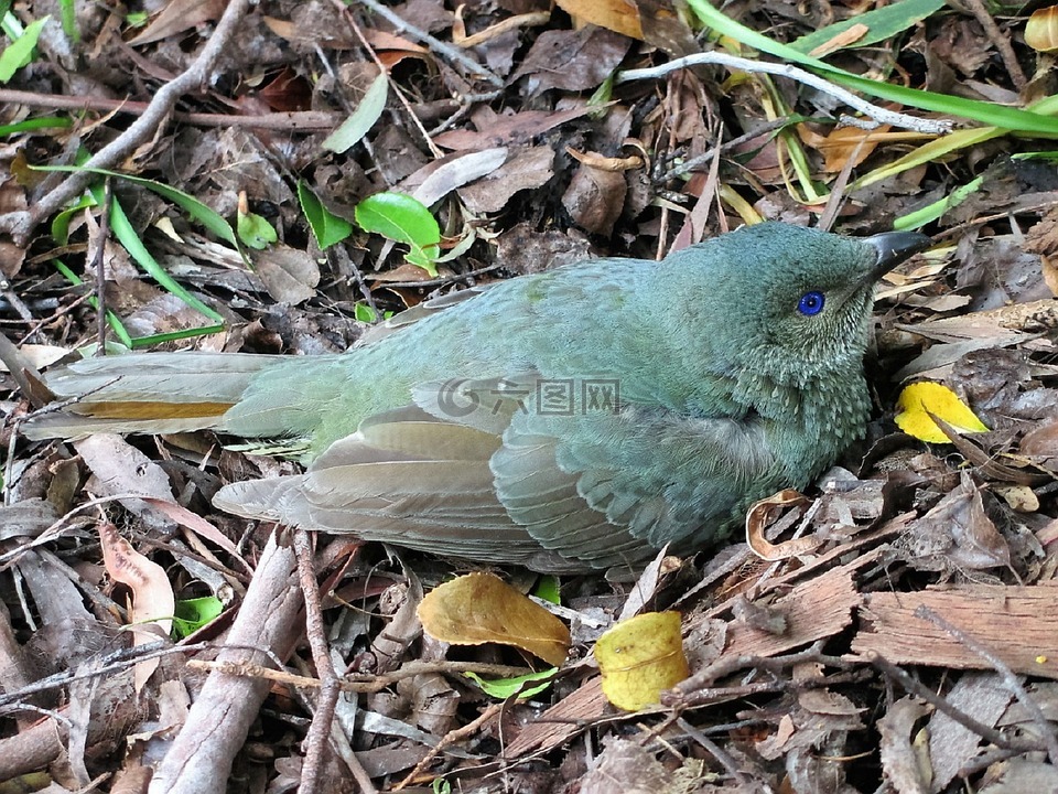 鳥,藍色的眼睛,自然