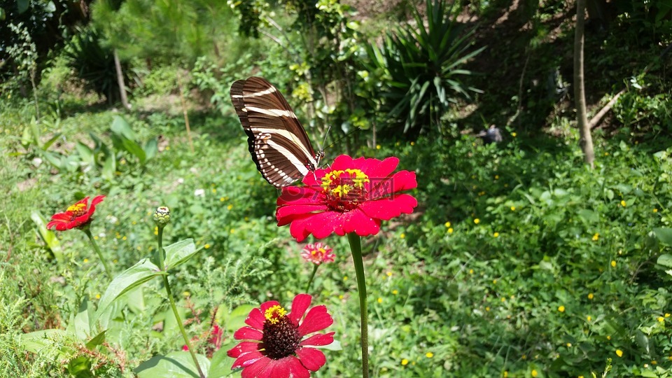 花,蝴蝶,花園