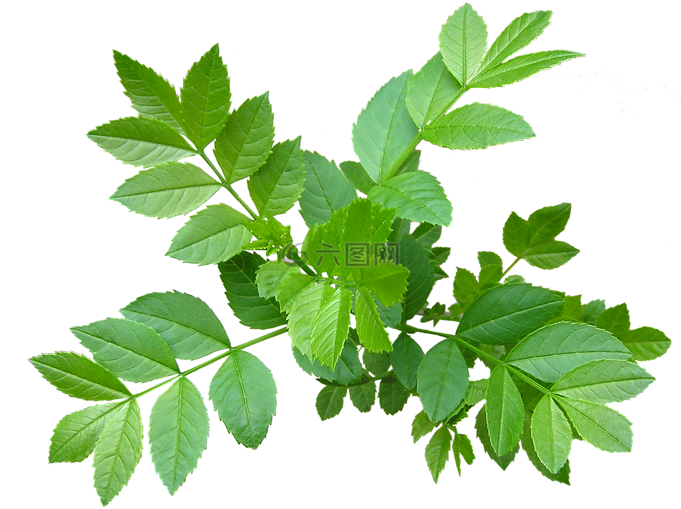 葉子,灰樹(shù),新