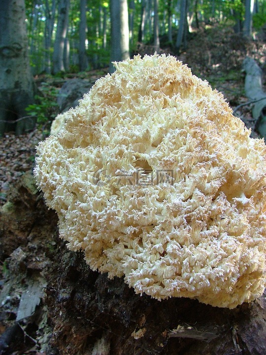 蘑菇,黃色 korallgomba,森林