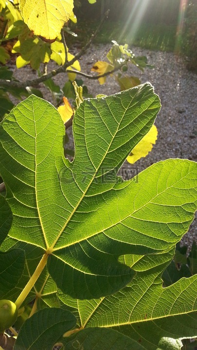 春天,葉,夏季