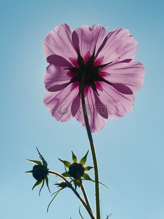 cosmea,宇宙,花多
