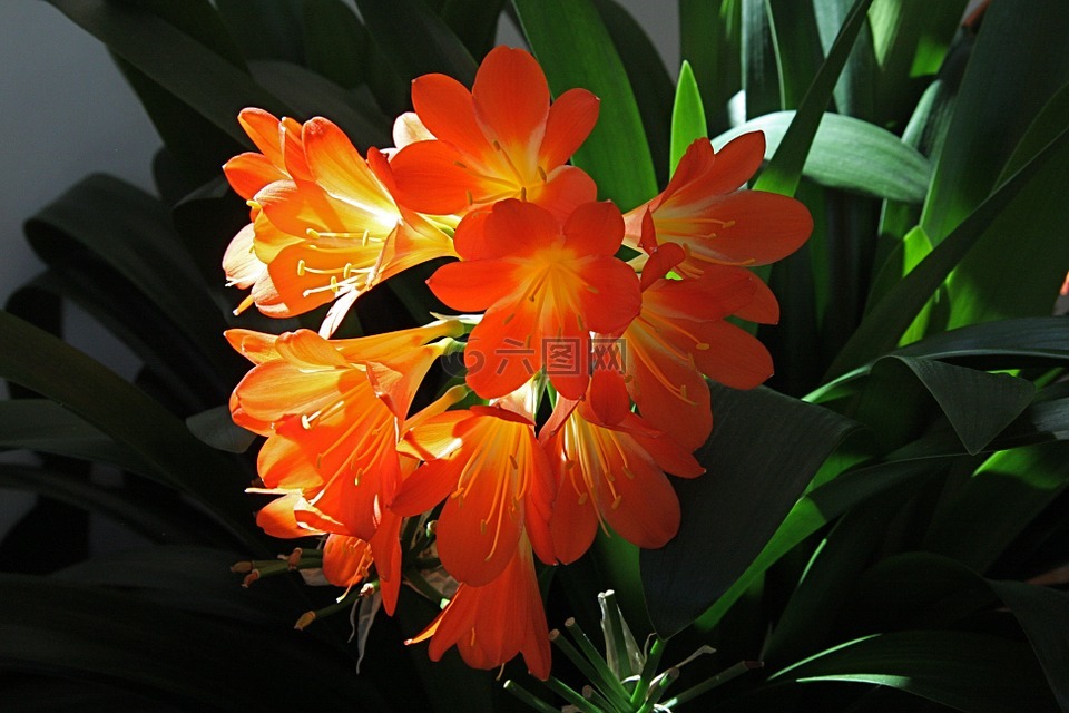 君子蘭,花,背光