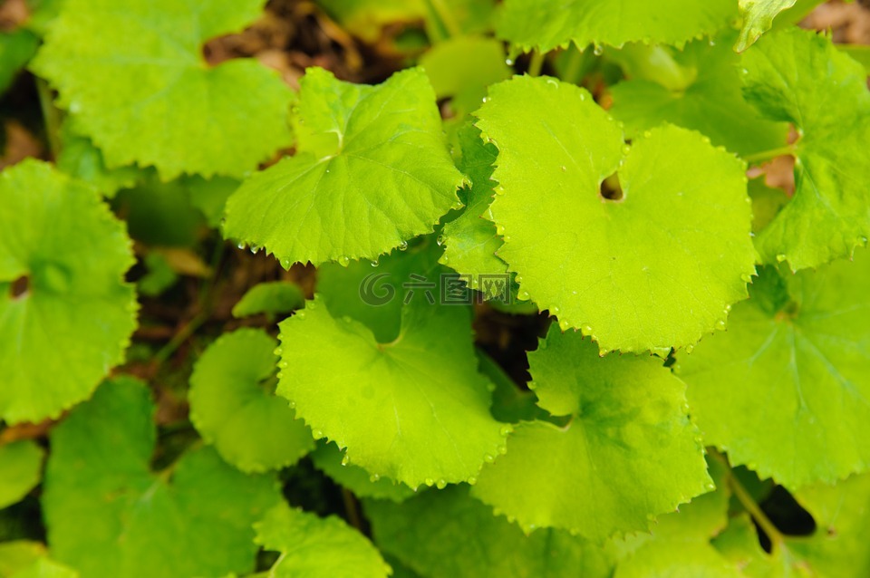 款冬,葉,植物