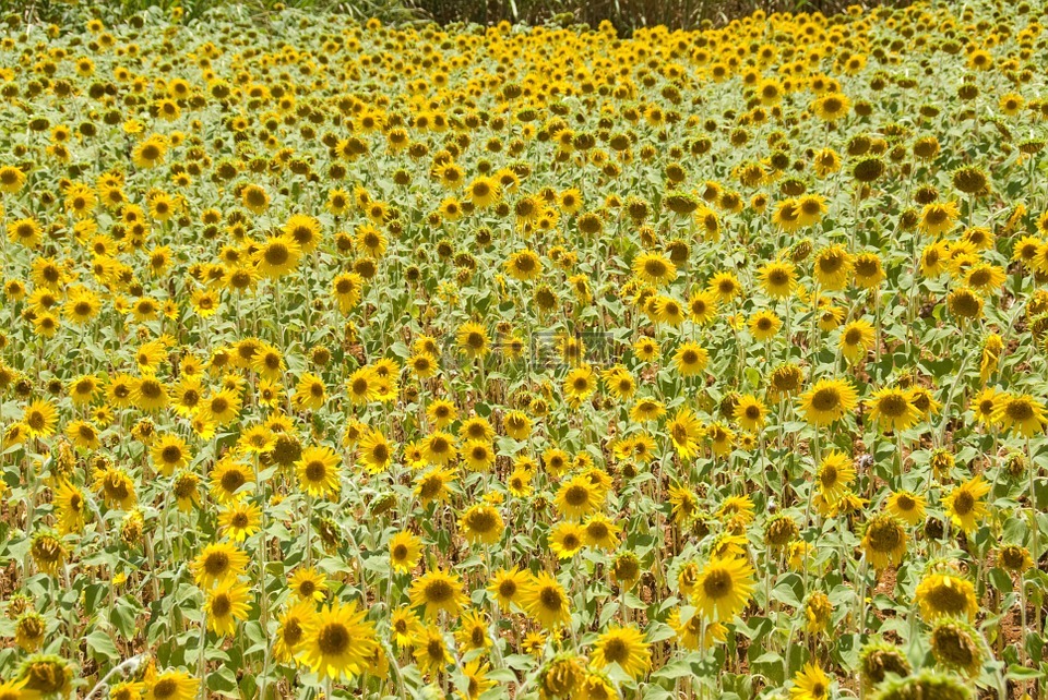 向日葵,花卉園,夏季