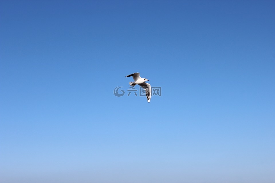 鳥,空氣,天空