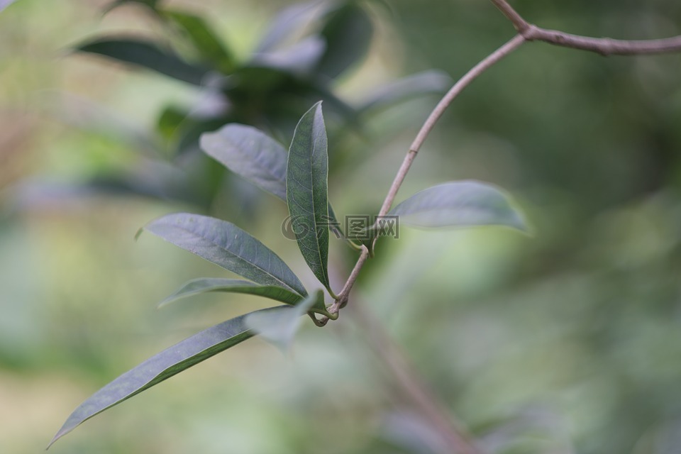 自然風(fēng)景,植物,桂花葉