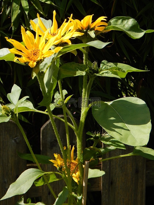 太陽花,黃色,花