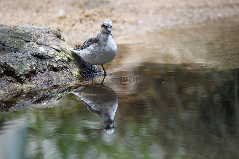 鳥,反思,自然