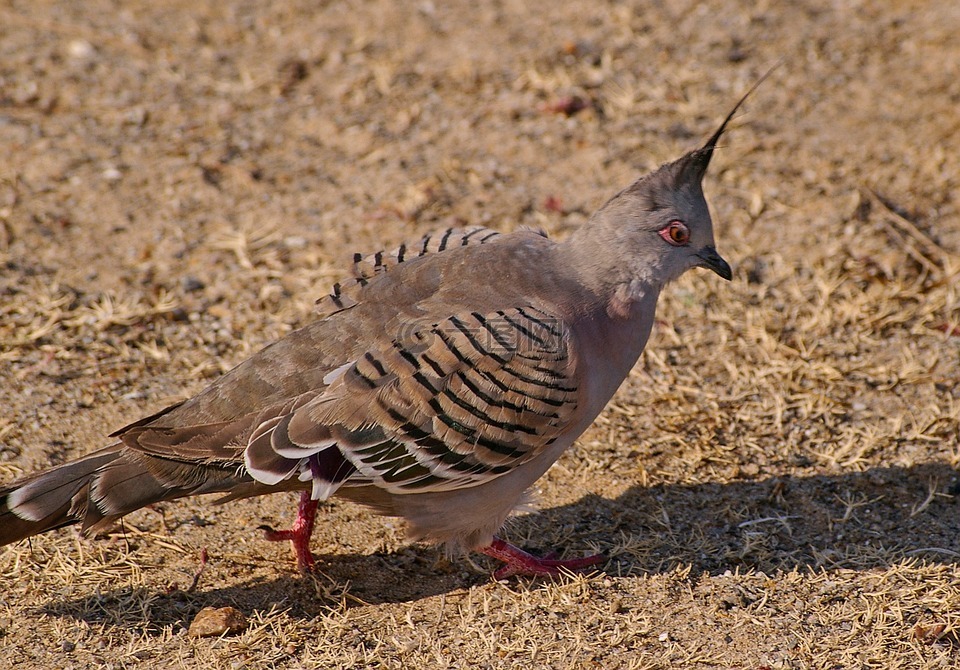 朱鹮的鴿子,ocyphaps lophotes,鳥