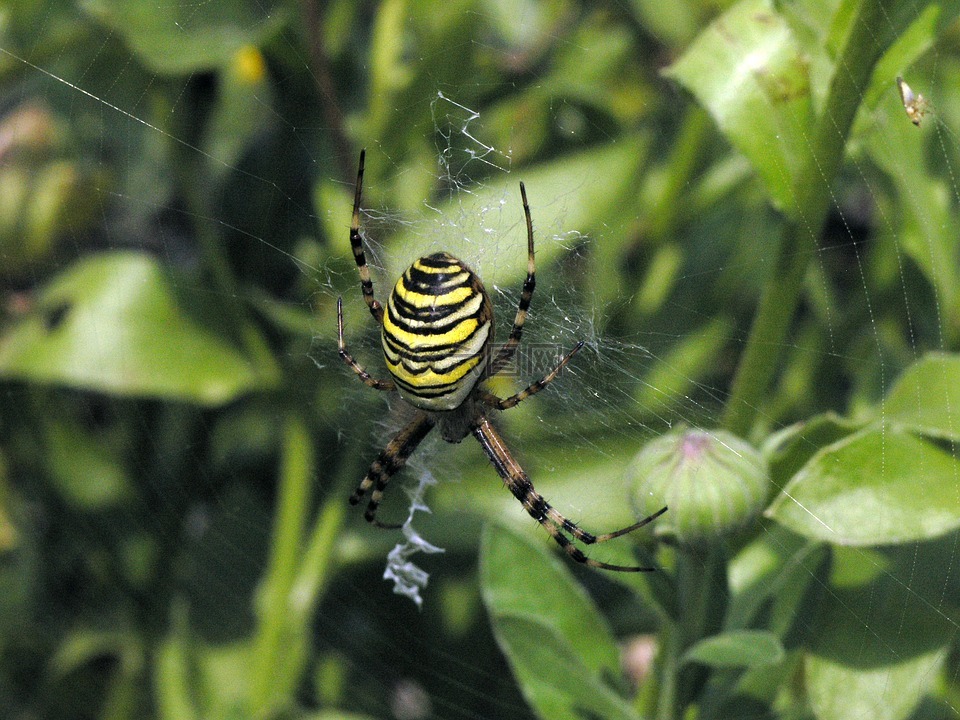 蜘蛛,zebraspinne,關(guān)閉