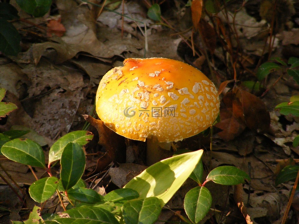 蘑菇,菌類,多彩