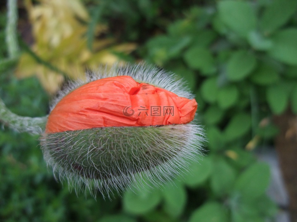 klatschmohn,罌粟,芽