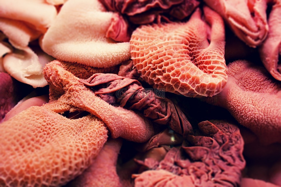 瘤胃,內(nèi)臟,食品