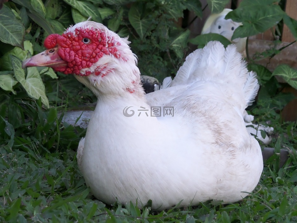 骯臟鴨,美麗的靈魂,同伴