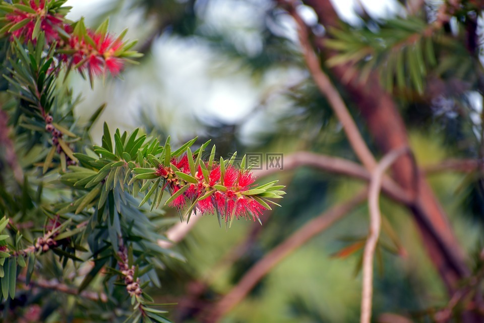 紅瓶,紅千層,植物
