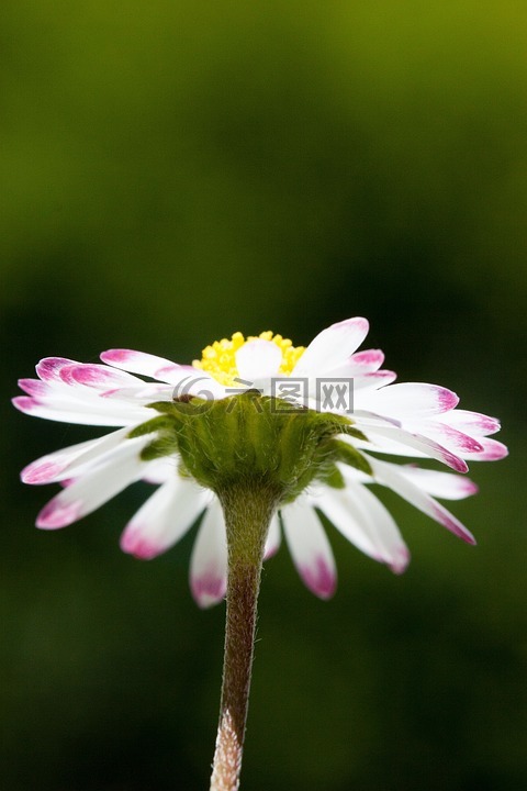 雛菊,貝利斯哲學(xué),菊花
