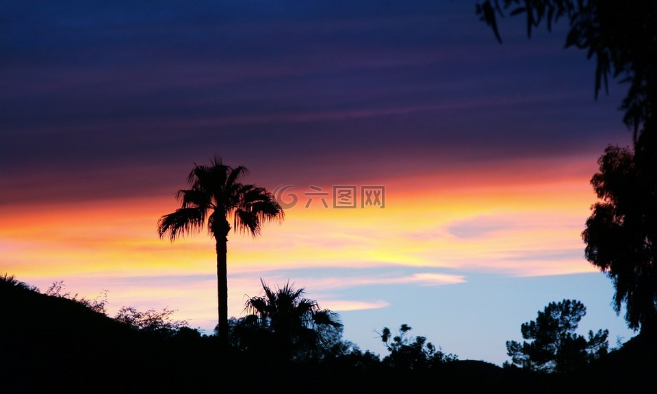 天空,日落,棕櫚