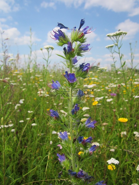 echium 花,毒蛇的牛舌草,blueweed