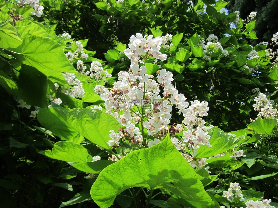 楸bignonioides,南方楸,雪茄樹