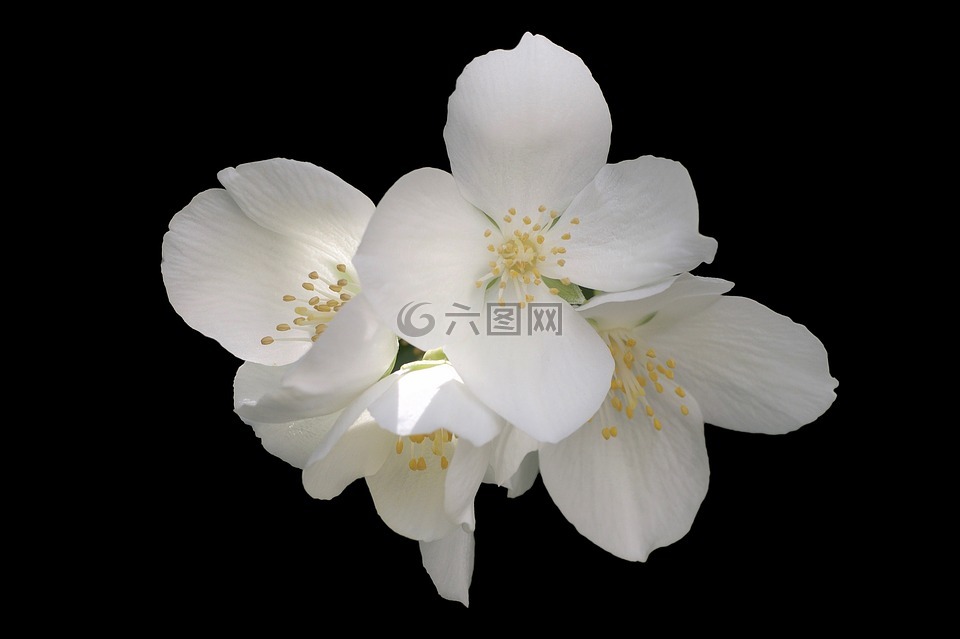 茉莉,模擬橙,歐洲口哨灌木