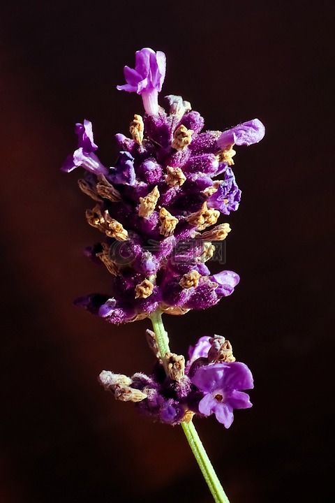 熏衣草,花,紫