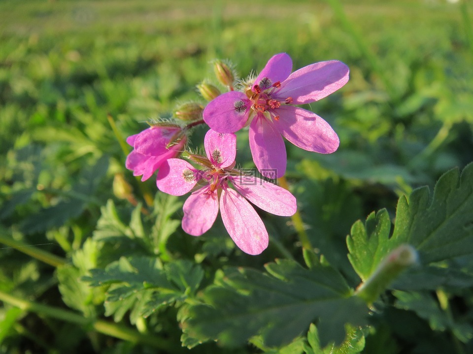 彪 cicutarium,redstem filaree,redstem 鸛條例草案
