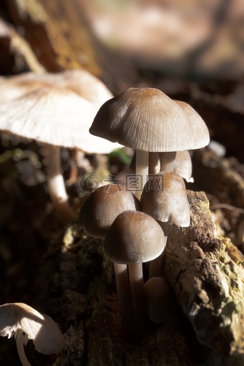 哈米德 ·,蘑菇,光盤真菌