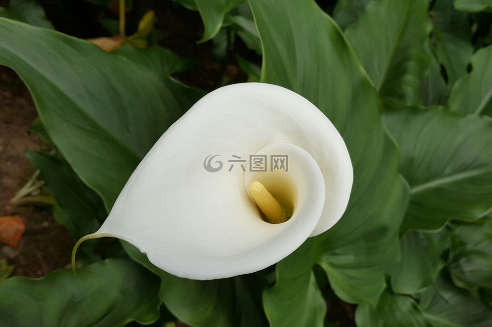 海芋,白色,純淨