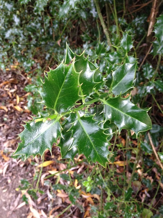 冬青,葉,植物