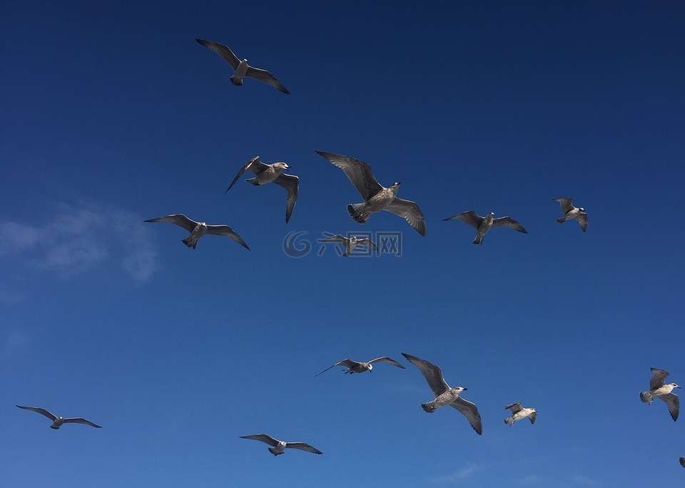 海鷗,鳥類,空氣