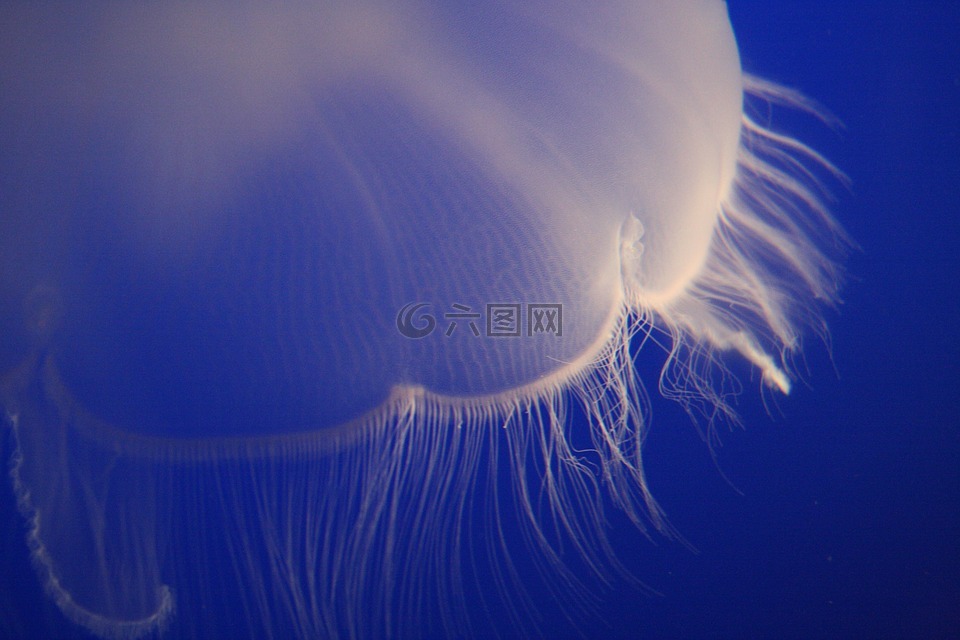 海蜇,咸水,水